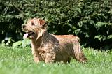 NORFOLK TERRIER 092